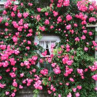 Roses Cottage Window