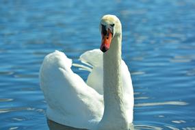 white Swan Animals in Water