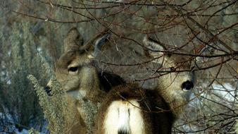 Animal Wildlife Deer