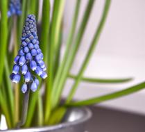 home beautiful flower blue