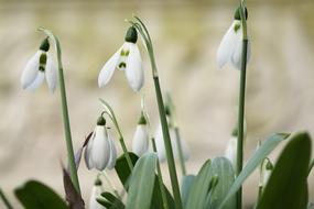 snowdrops in the garden