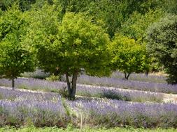 Provence Flowers Nature