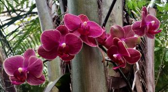 Orchids Flowers Exotic