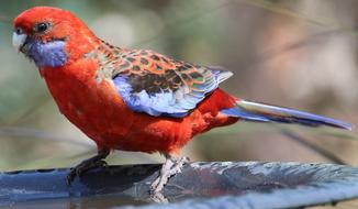 Rosella Crimson Australian