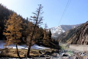 Snowy Pine trees on mountain