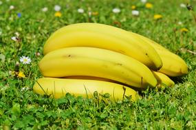 sweet bananas on the grass
