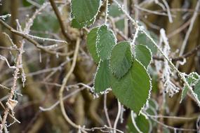 green leaves in the dry grass