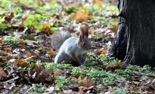 Squirrel Protein-Hlopotun&#39;Ja View