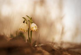 small flowers on an orange background