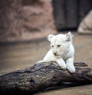 Lion White Big Cat