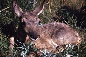 the deer lies in the grass