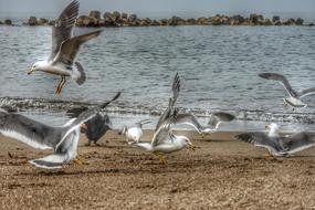 Animal Sea Beach