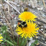 a bee with a yellow flower in the forest