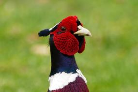 Pheasant Bird Animal