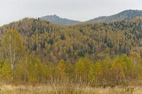 forest autumn mountains