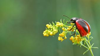 insect plant red tipster greens
