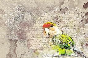 parrot bird animal looking art