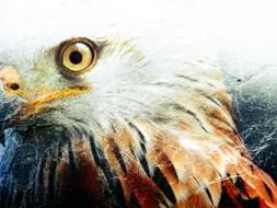 bird of prey eagle art