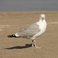 Seagull Beach North Sea