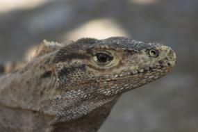 Iguana Lizard Wildlife