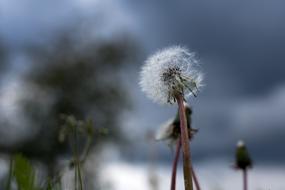 Dandelion Dark Sky Sunshine