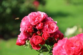 bush flowers meadow