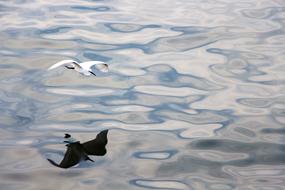 Bird Flight Reflection