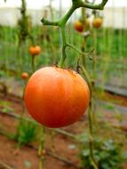 red tomato on a branch in the garden