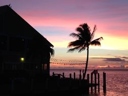 Sunset Colors Palm Tree