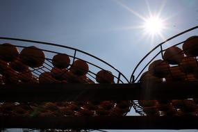 oranges in the sunlight