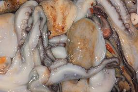 fresh raw seafood