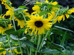 yellow flower with petals