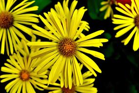 Balkan-Gemswurz Doronicum