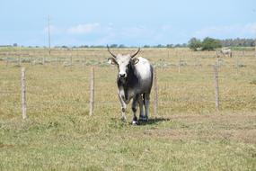 running cow in a field of green