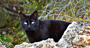 Cat Black Cat&#39;S Eyes