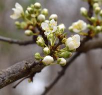 Cherry Blossoms Bud Blossom