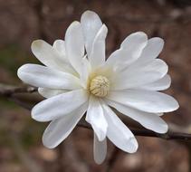 white beautiful flower in the garden