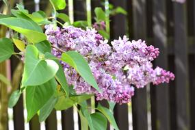 Lilac bush in bloom