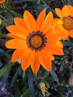 orange pretty flower