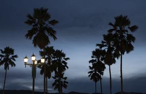 the silhouette of palm trees in the evening sky