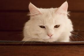 White Cat Cute