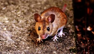 Mouse Rodent Cute