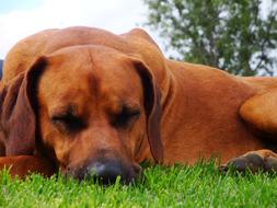 Dog Sleeping Pet in garden