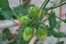 green tomatoes in nature