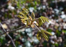 tree branch against the ground