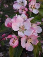 pink sakura flowers