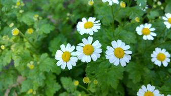 Spring daisies on the leaves