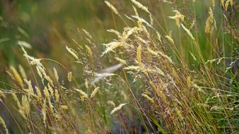 yellow grass in the sun