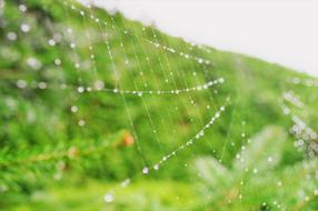 beautiful spider web in water drops