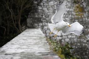 Seagull Fly Bird